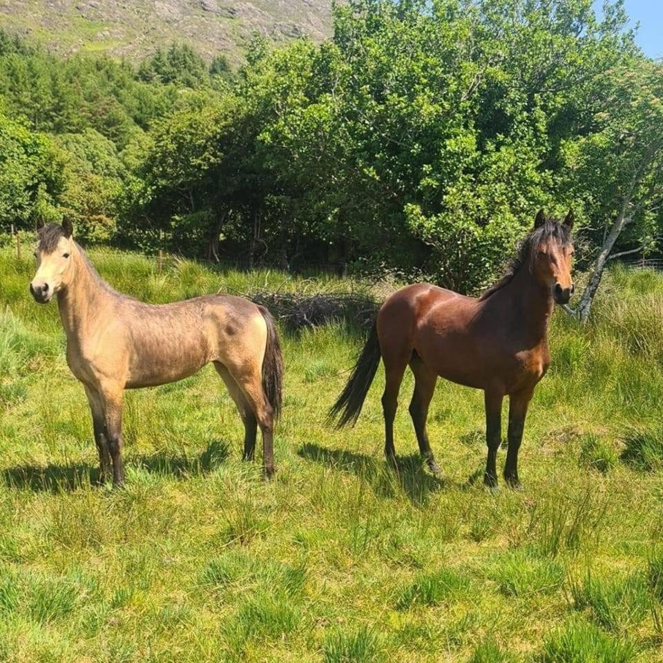 Rosies Cabin Maum Galway Kültér fotó